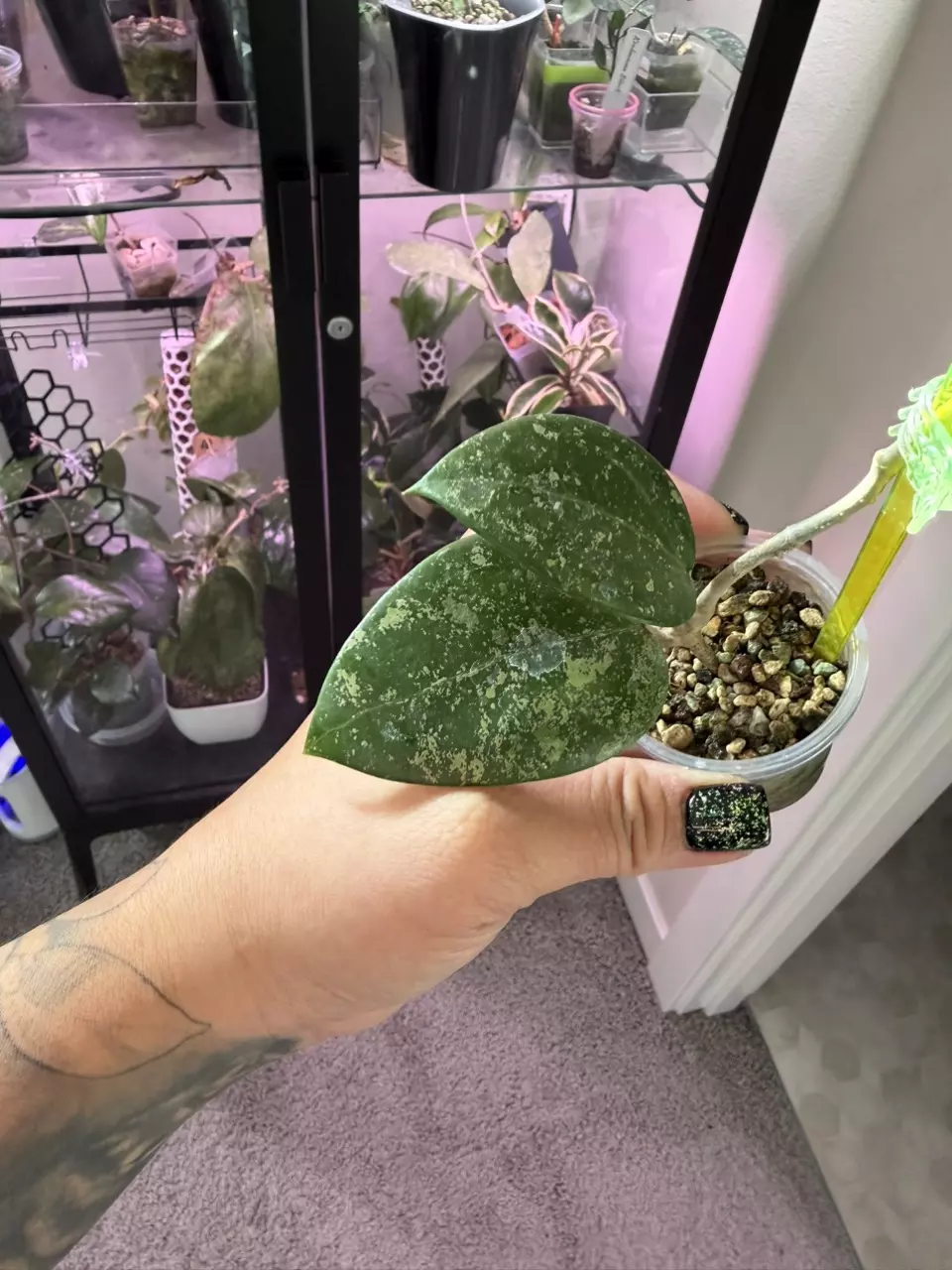 Hoya Verticillata Heart Splash thumbnail