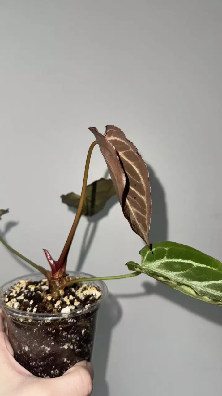 Anthurium mutated crystal/ curled leaves thumbnail