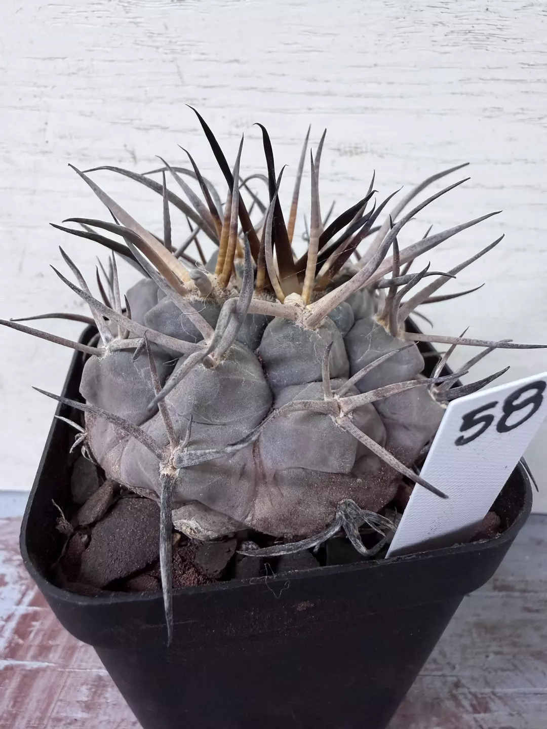 Gymnocalycium mazanense cv Morikane Matenryu thumbnail