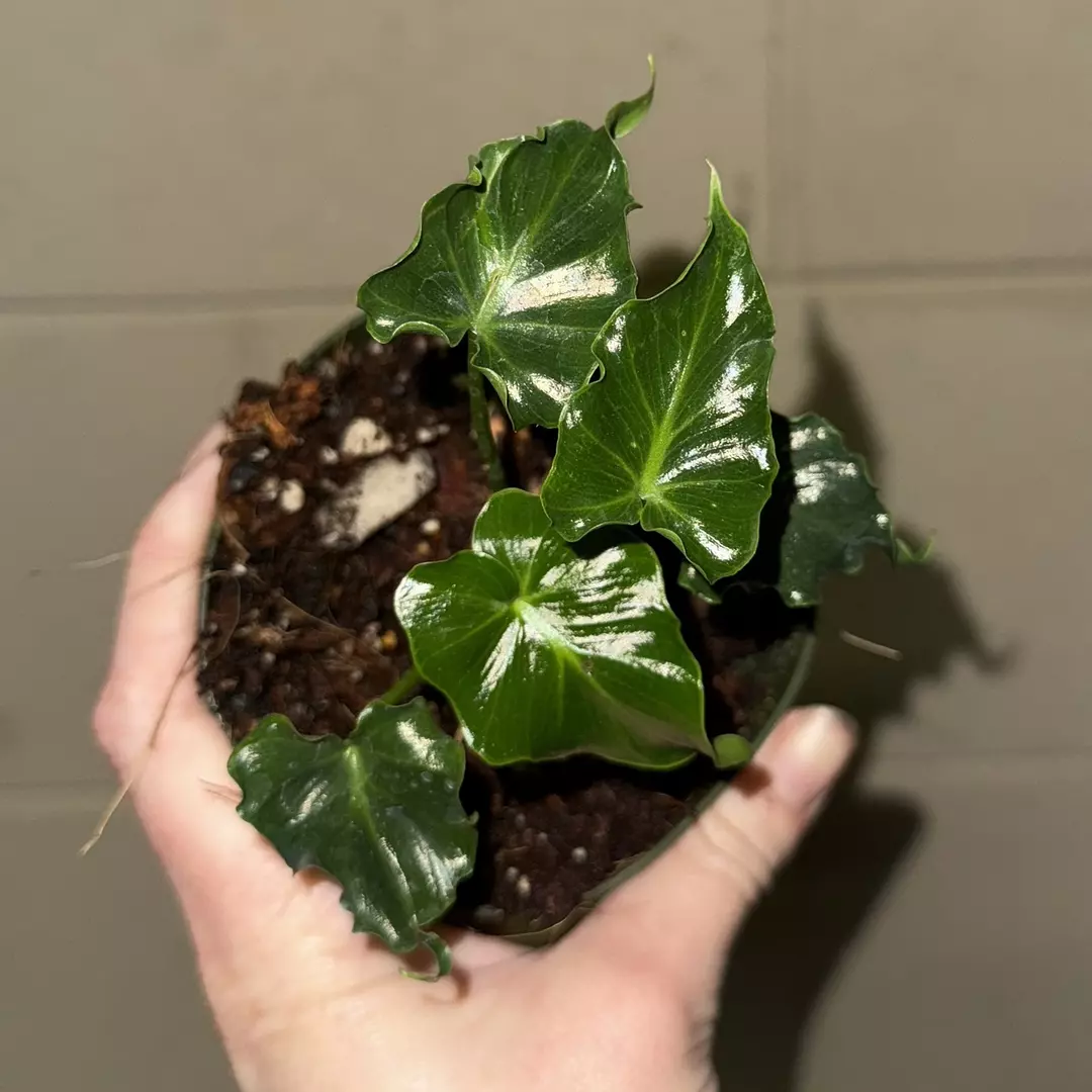 Philodendron Atlantis - 4” pot (growers choice) thumbnail