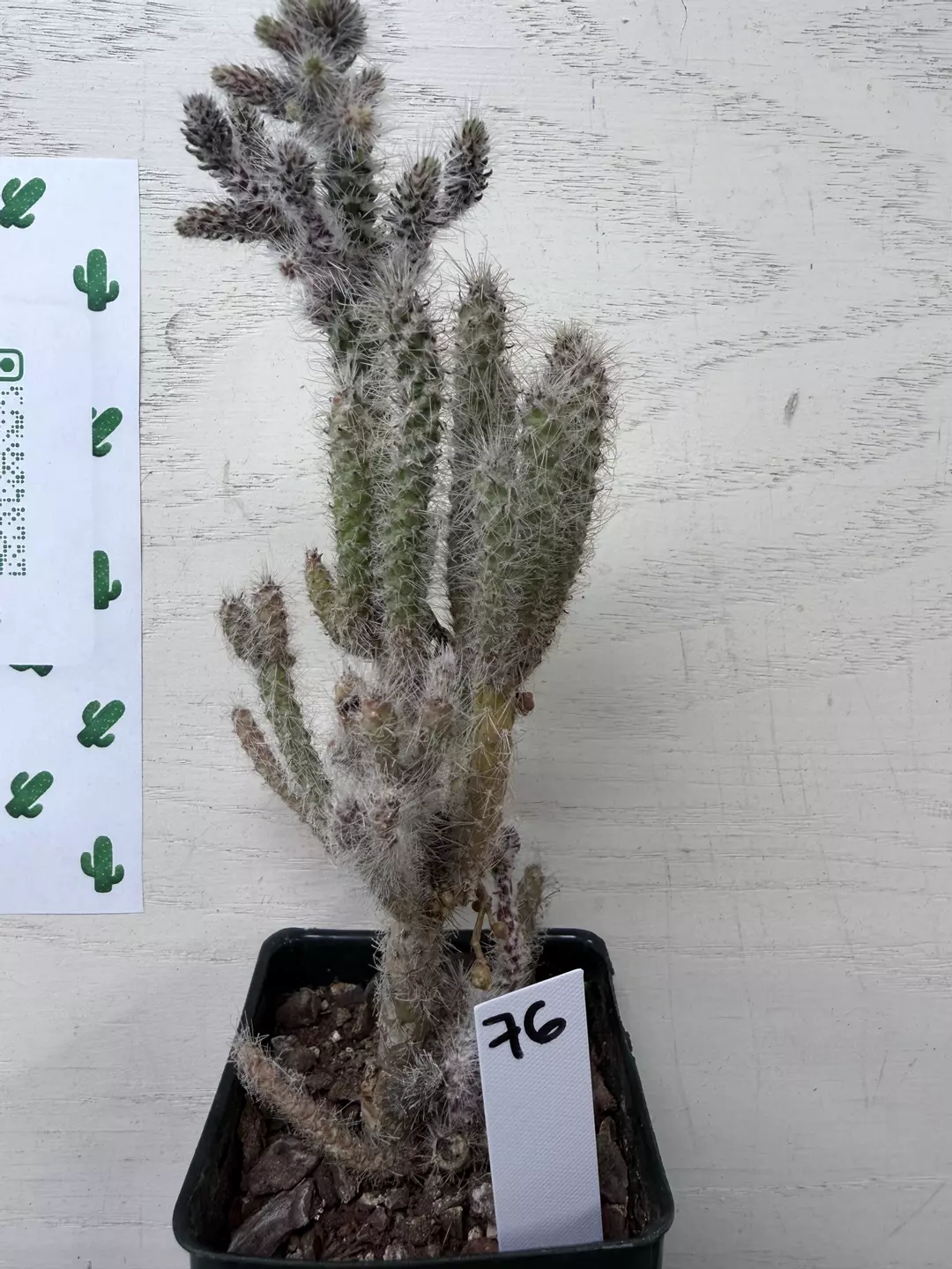 Grusonia parichii (Matted cholla) thumbnail