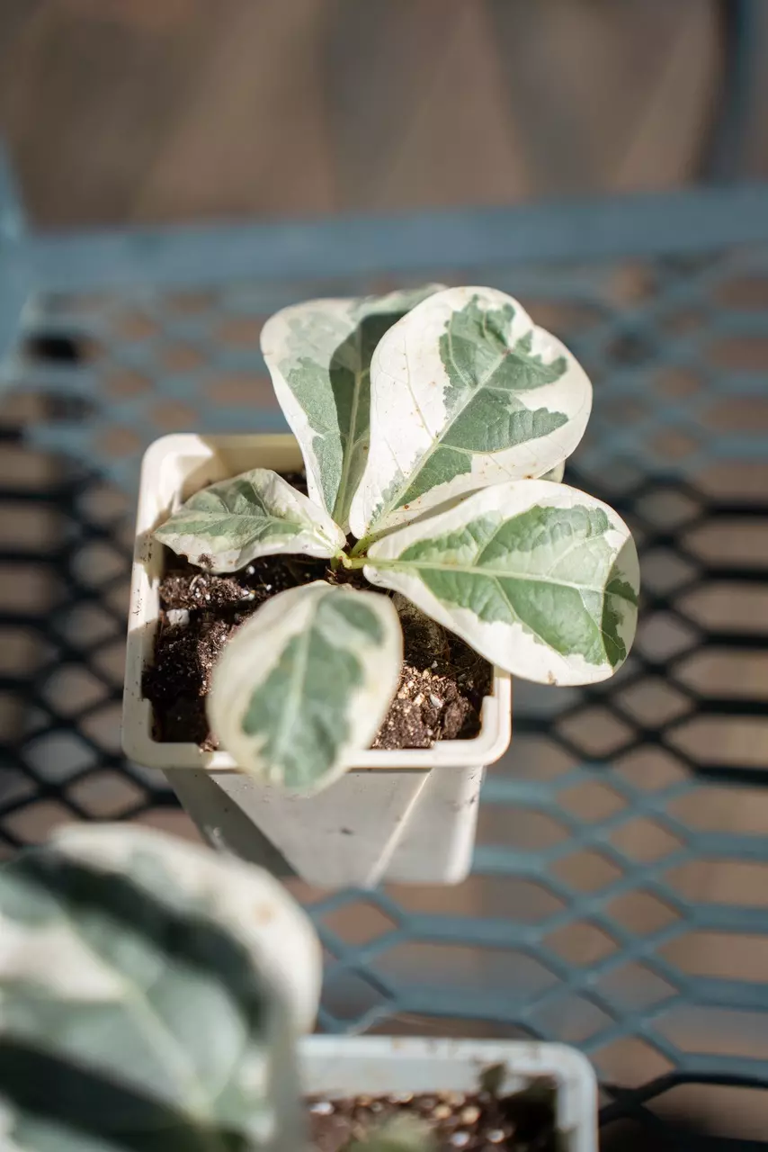 Variegated Fiddle Leaf Fig Small Plant thumbnail