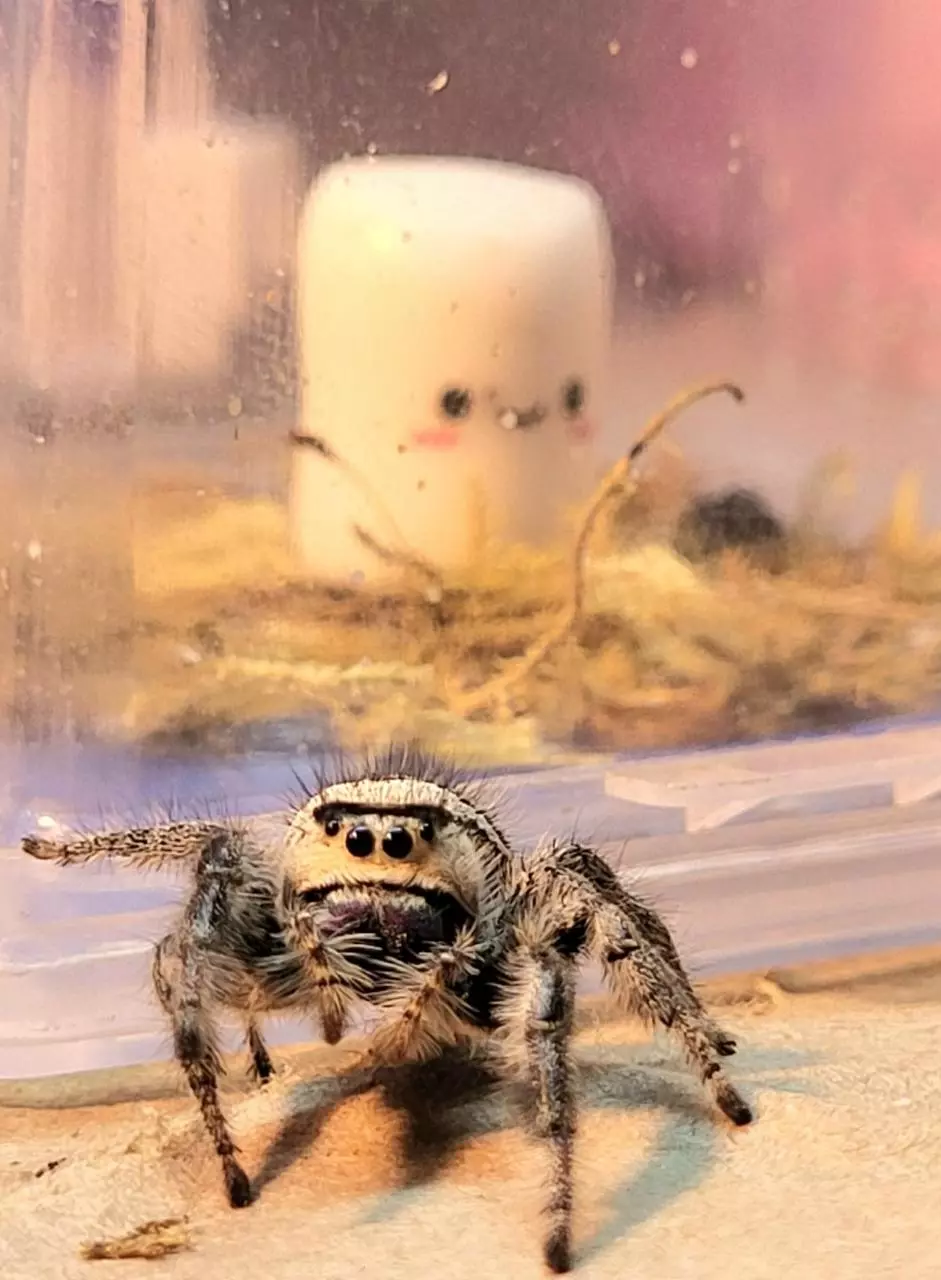 MINI MARSHMELLOW + CARSEAT thumbnail