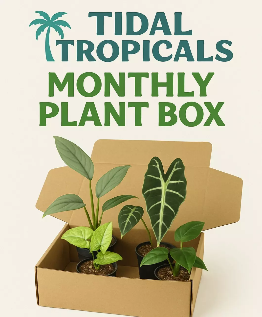 December plant box - 3 Starter plants thumbnail