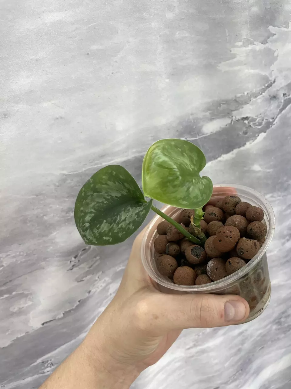 Scindapsus Silver Duchess thumbnail