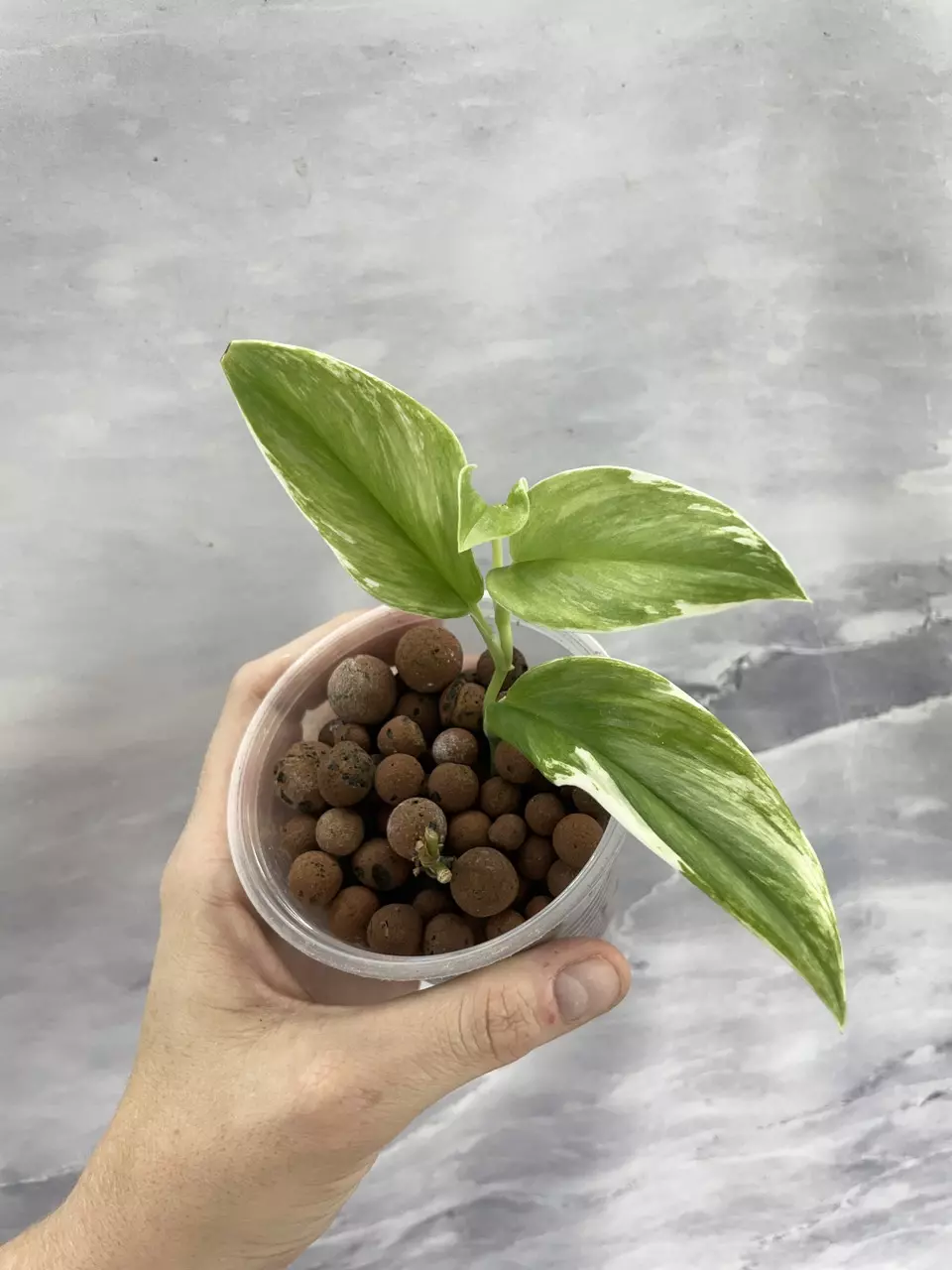 Scindapsus Superstar 3 thumbnail