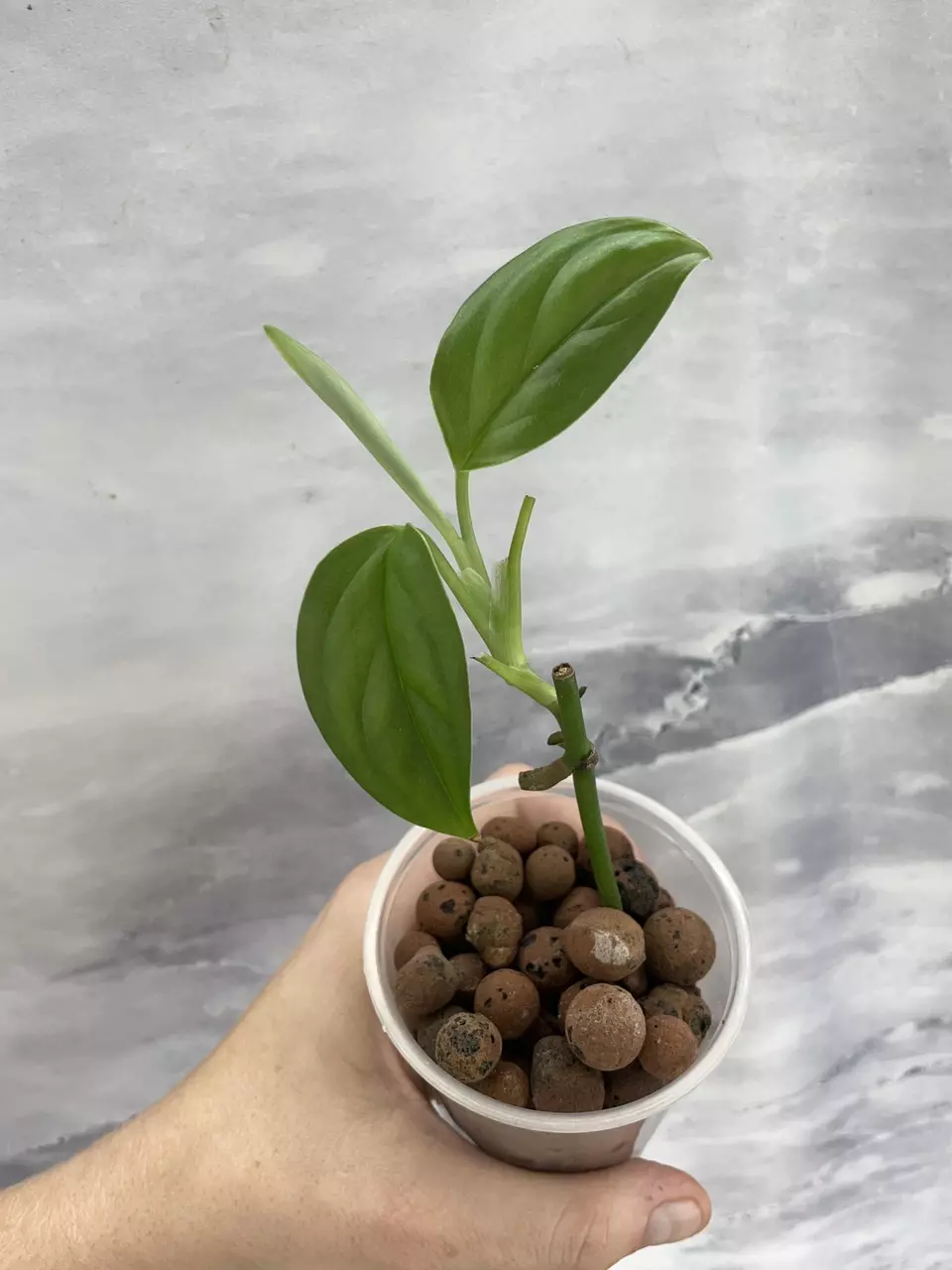 Monstera Dissecta 4 thumbnail