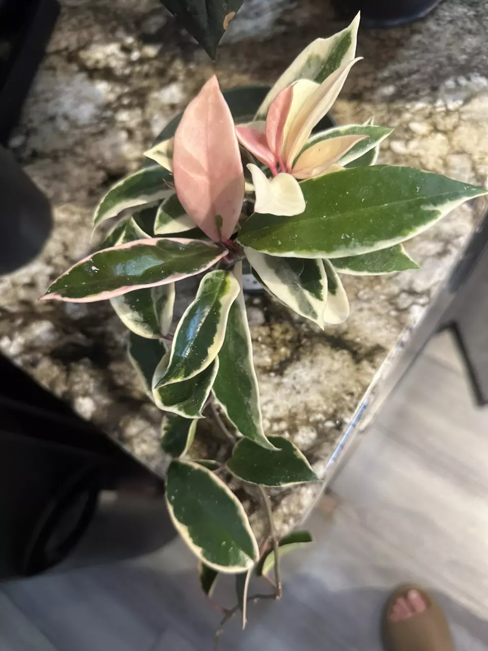 Hoya Carnosa crimson queen thumbnail