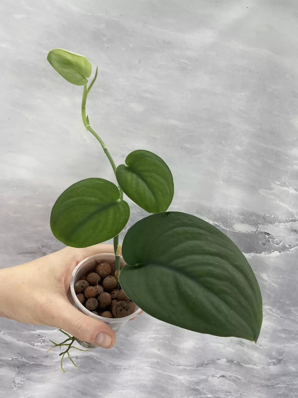 Scindapsus Jade Satin 3 thumbnail