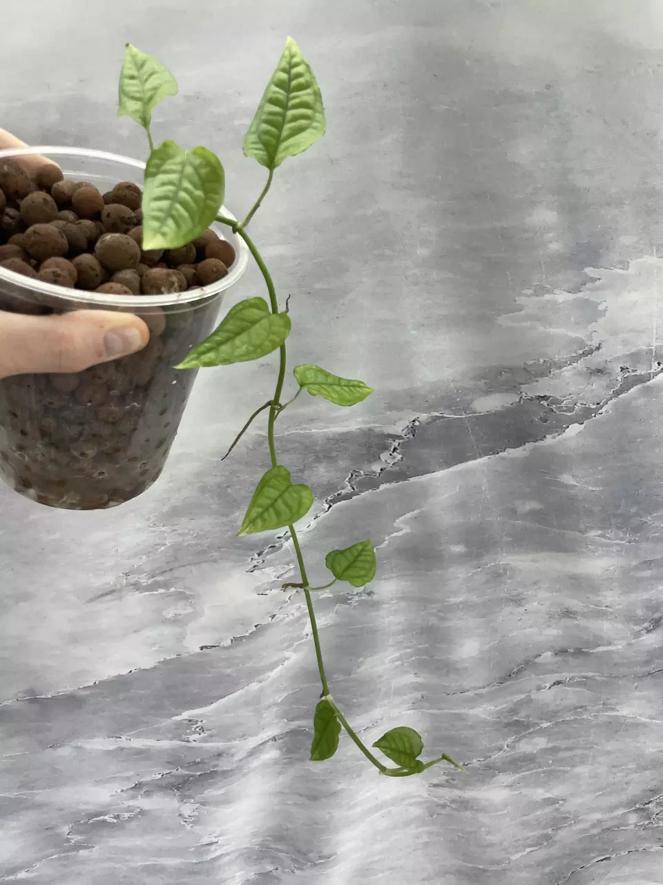 Epipremnum Pinnatum Cebu Blue Ghost Reverted 3 thumbnail