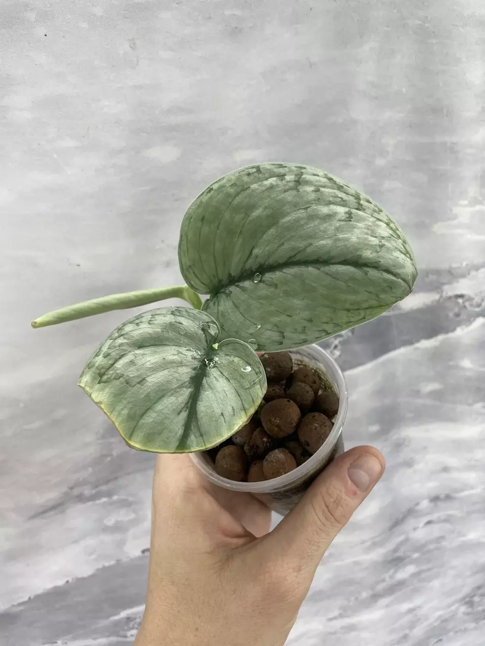 Scindapsus Silver Cloud OG 1 thumbnail