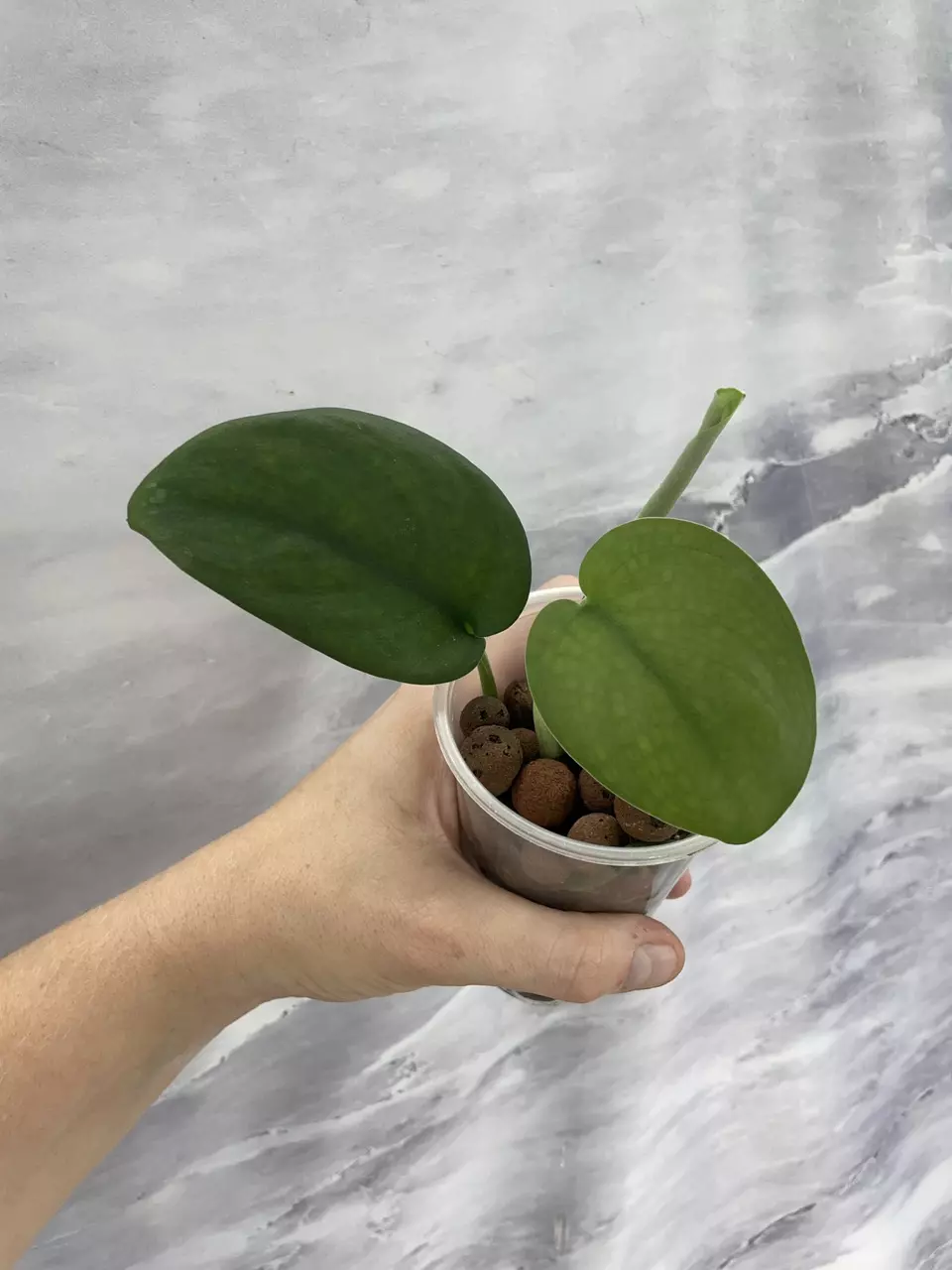 Scindapsus Jade Satin 9 thumbnail