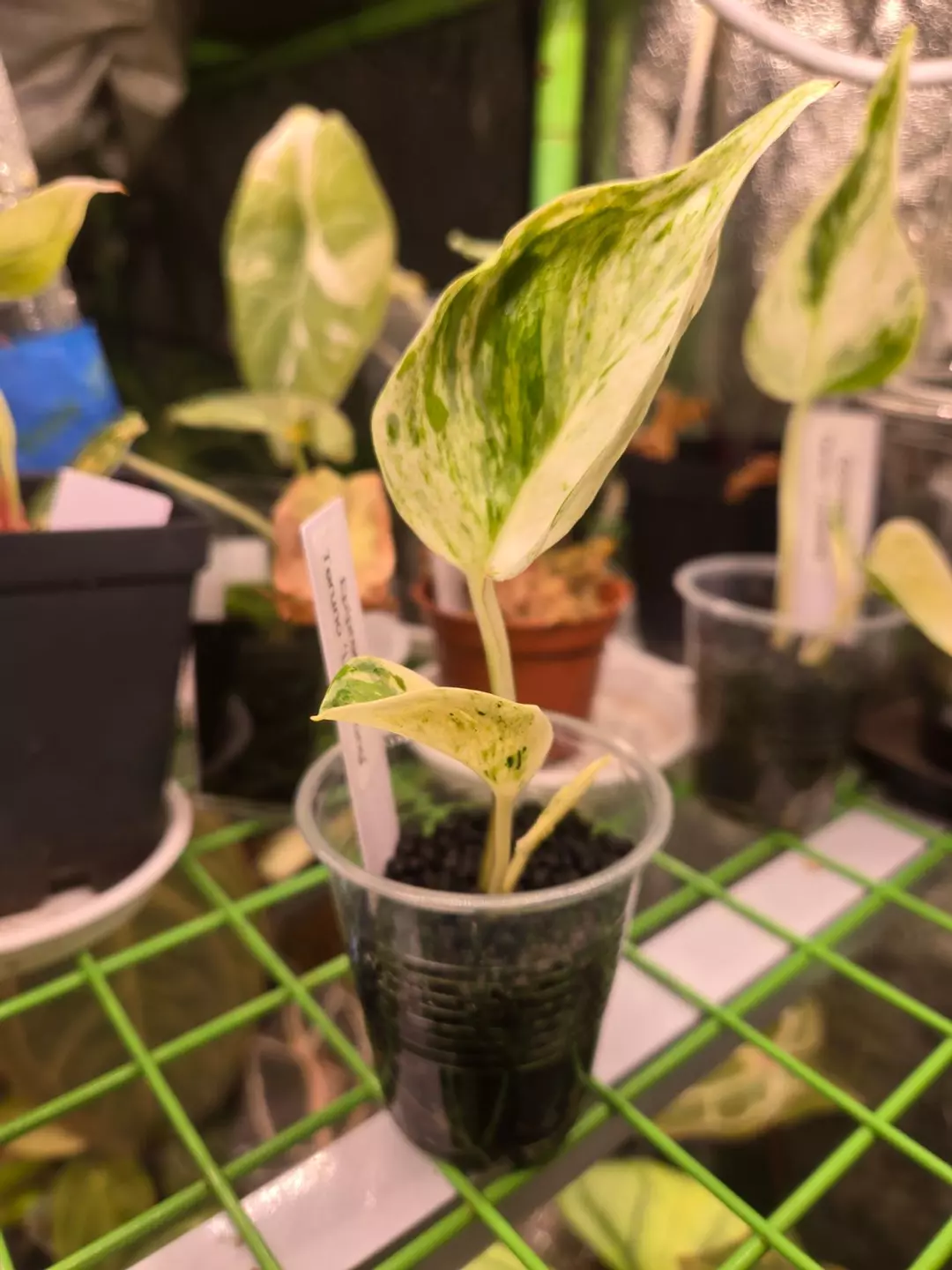 Epipremnum Teruno "Love Song" thumbnail