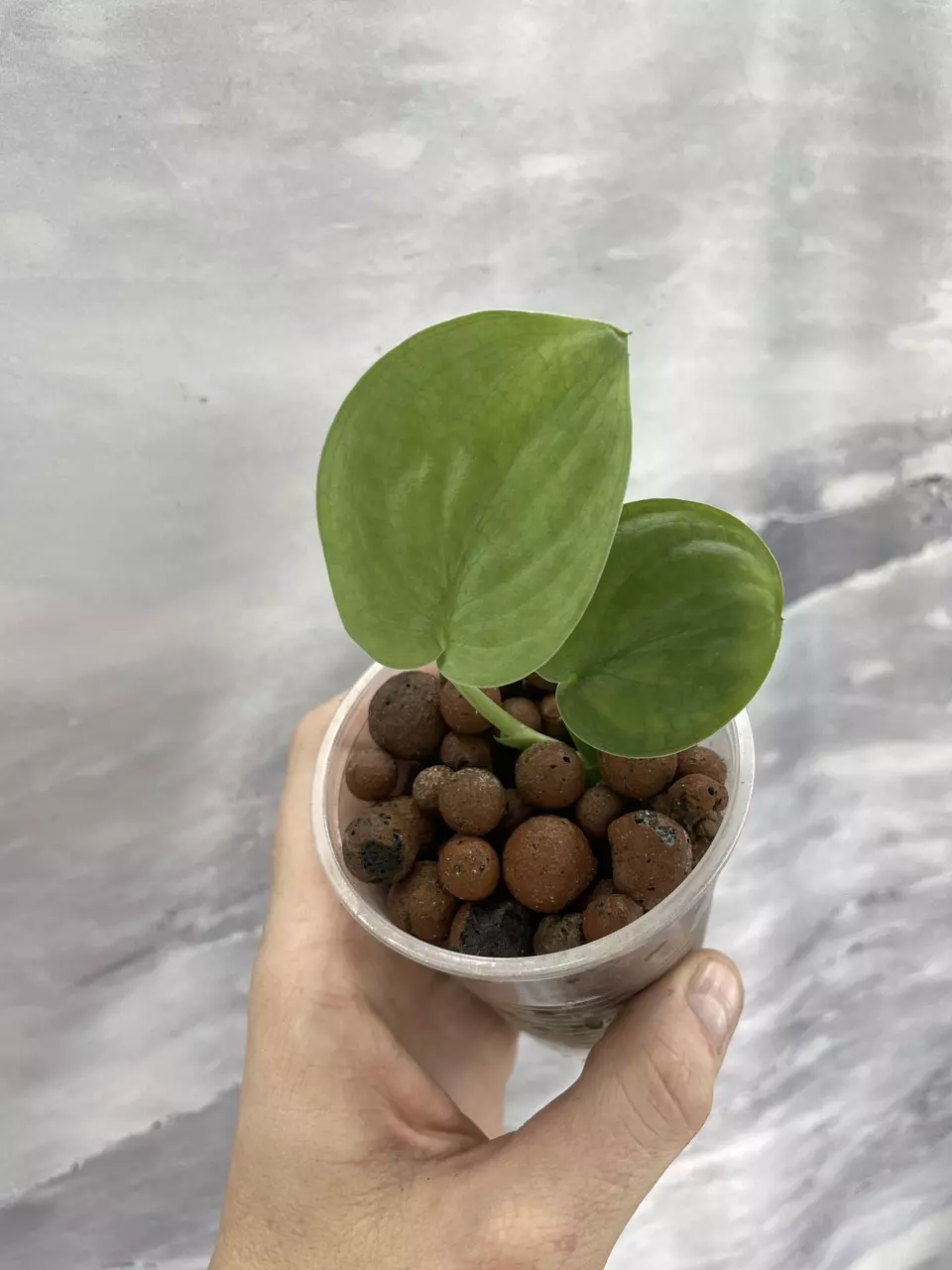 Scindapsus Platinum NOID Speckled 1 thumbnail