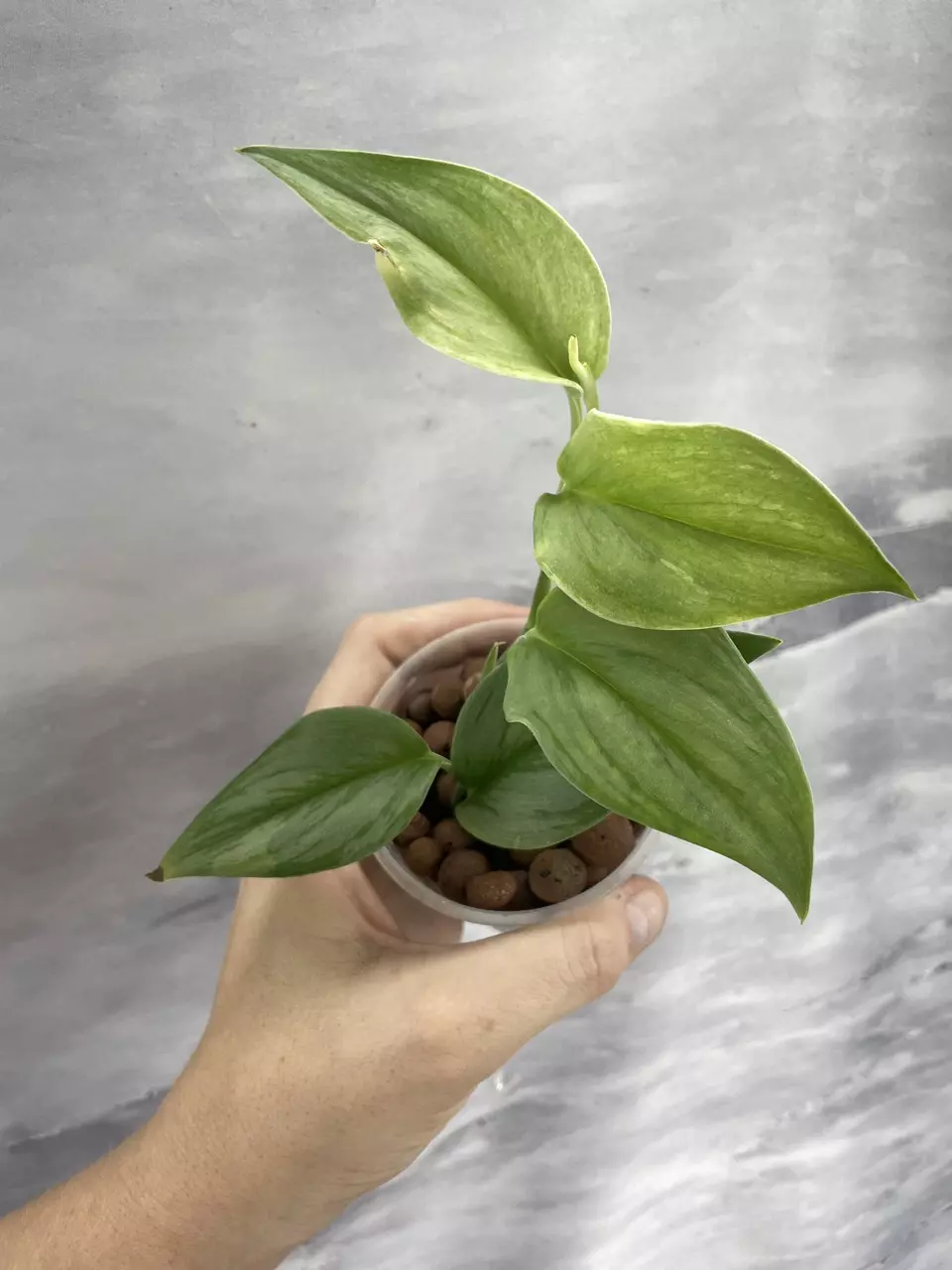 Scindapsus Superstar 2 thumbnail