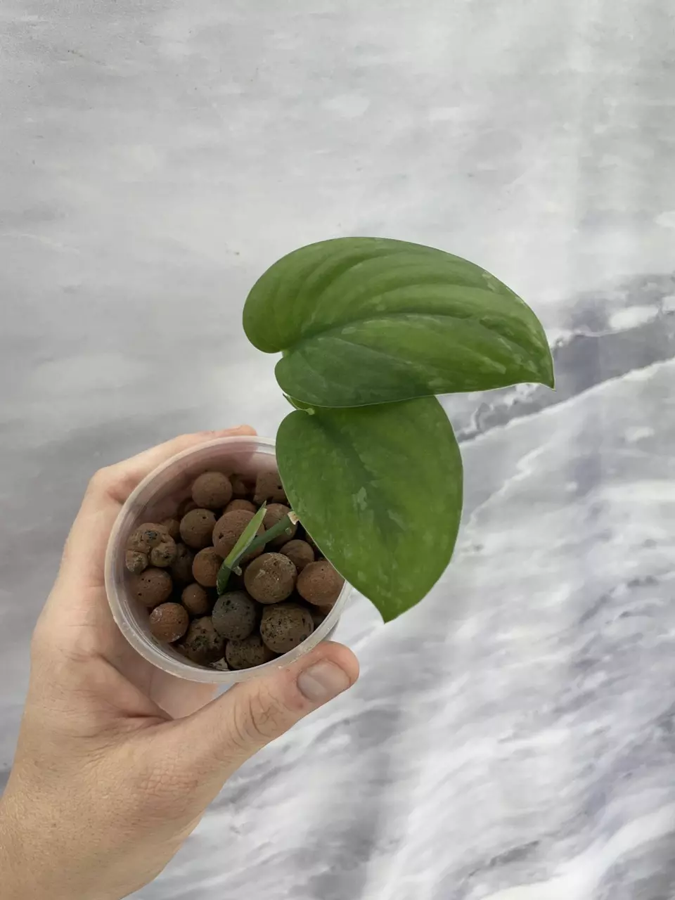 Scindapsus Mount Salak 7 thumbnail