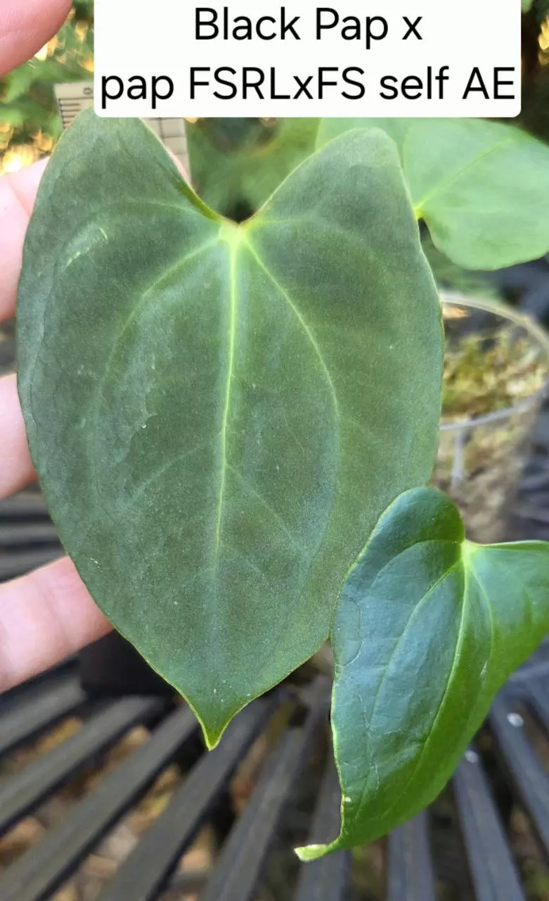 Anthurium Black pap X pap FSRLxFS self #AE0157 thumbnail