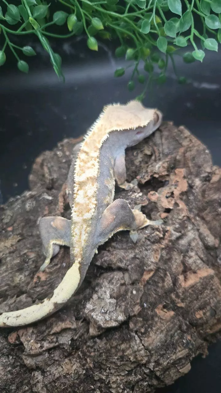 Female harlequin crested gecko thumbnail