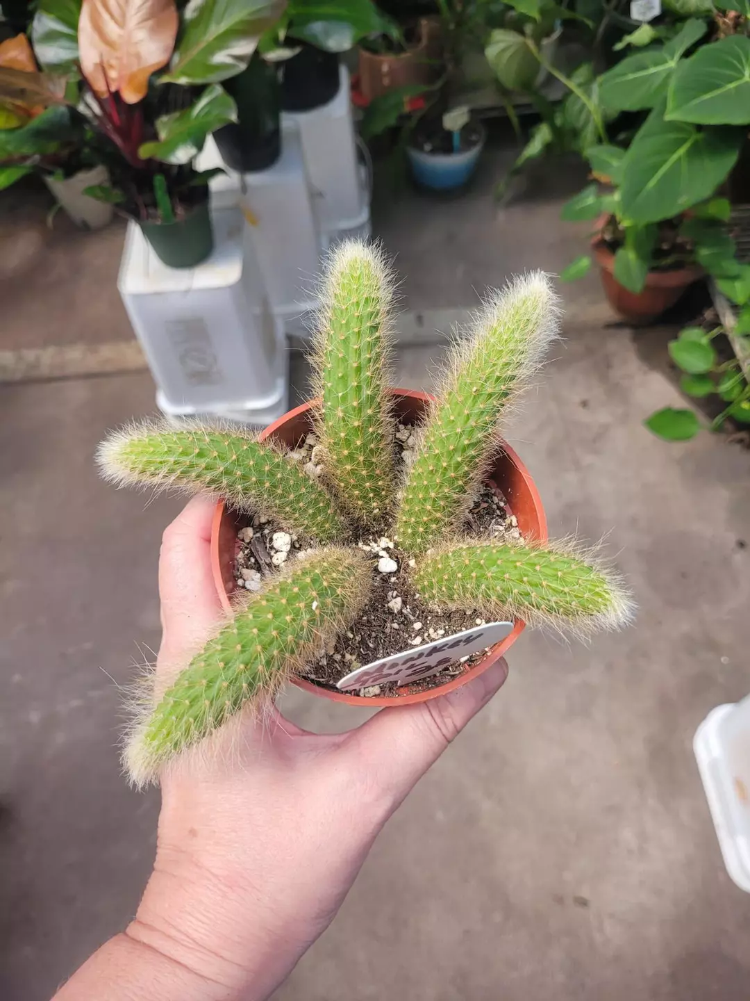 Monkey tail full pot of plants thumbnail
