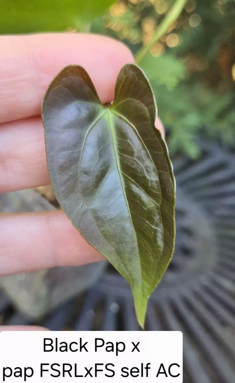 Anthurium Black pap X pap FSRLxFS self #AC0156 thumbnail