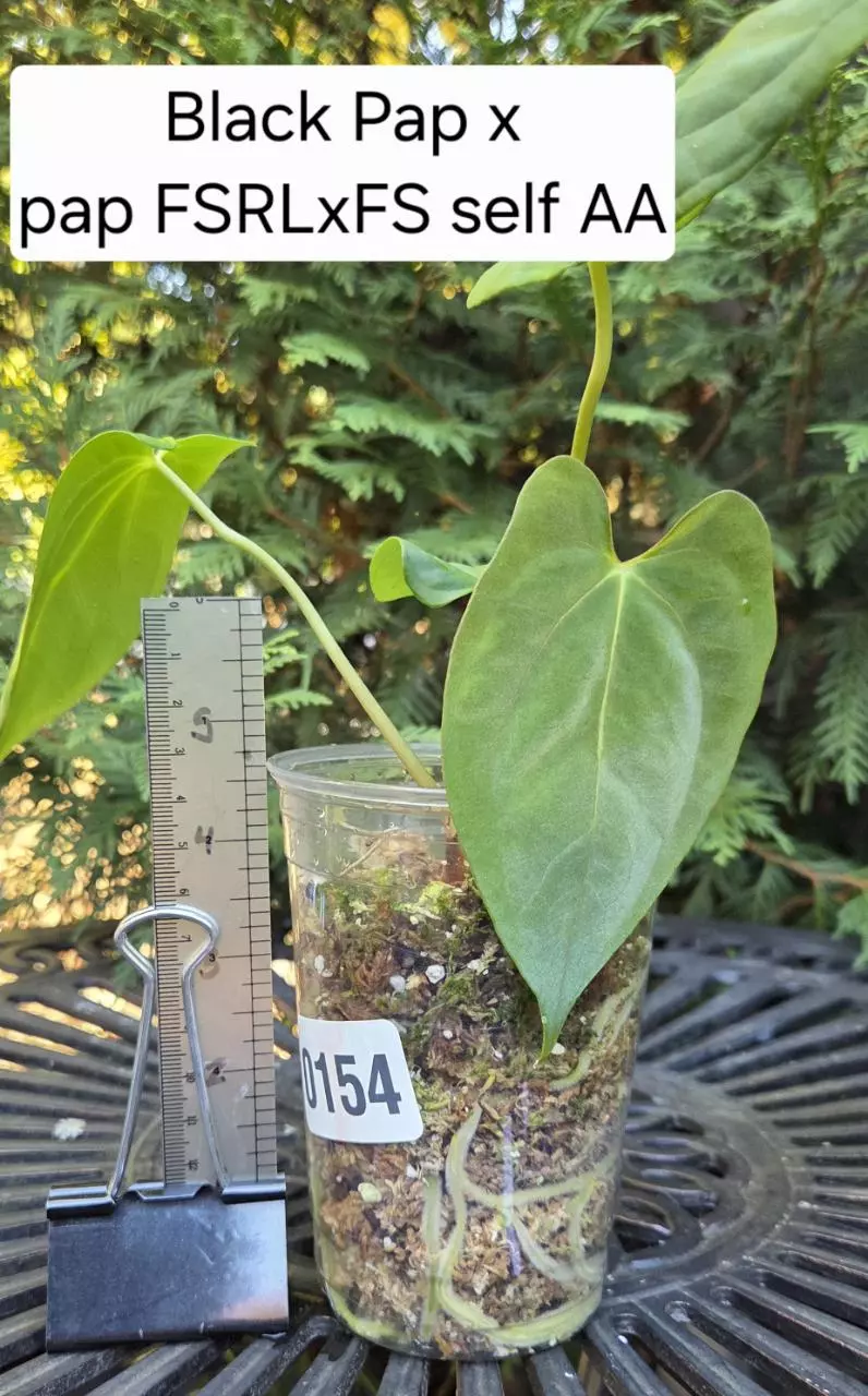 Anthurium Black pap X pap FSRLxFS self #AA0154 thumbnail