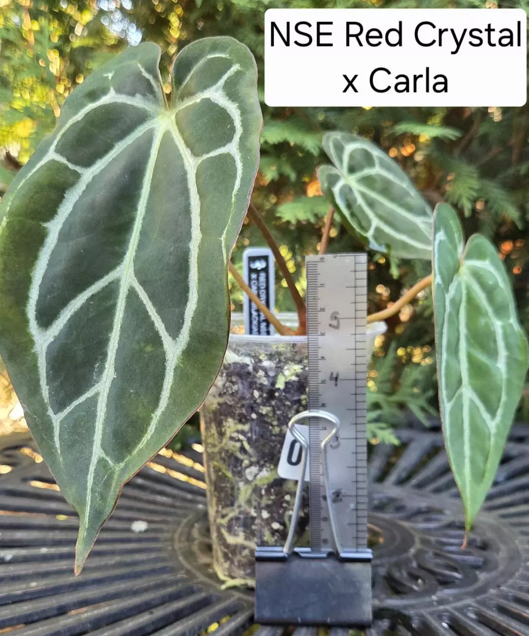 Anthurium NSE Red Crystal x carlablackiae #0119 thumbnail