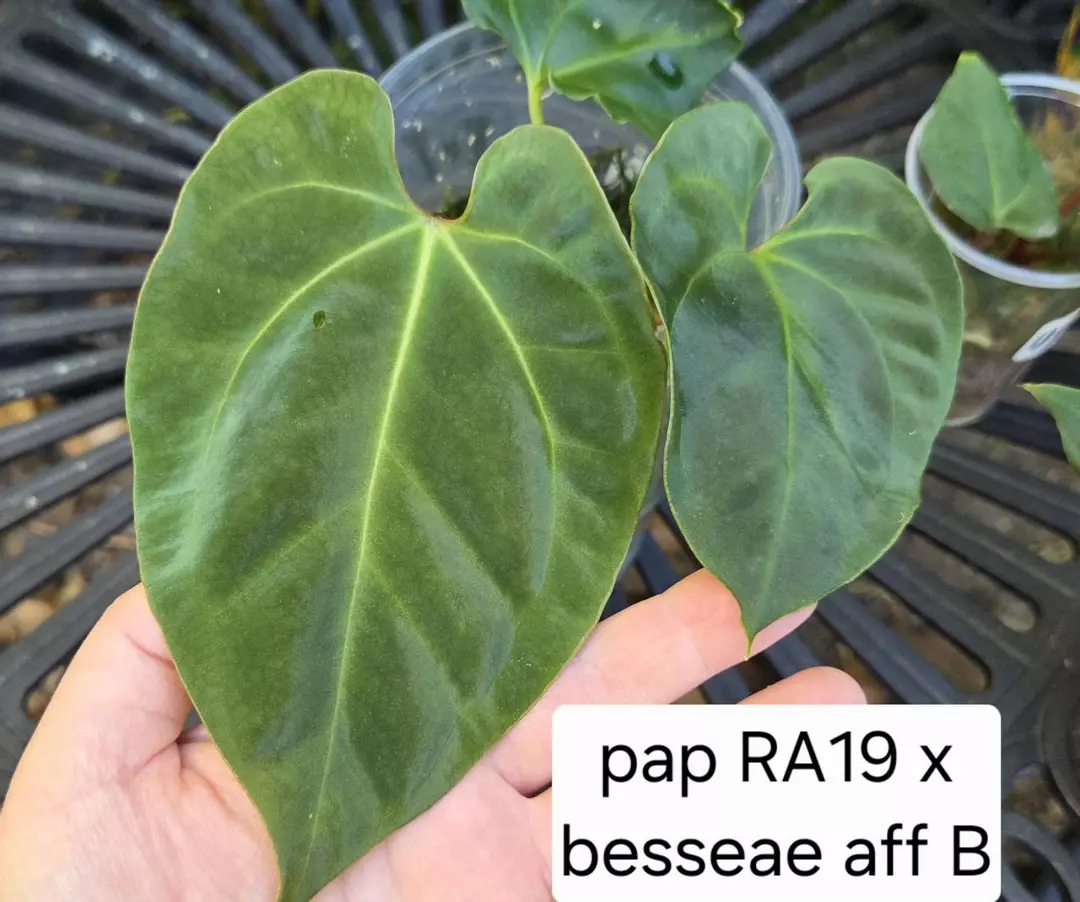 Anthurium papillilaminum RA19 x besseae aff -B0148 thumbnail