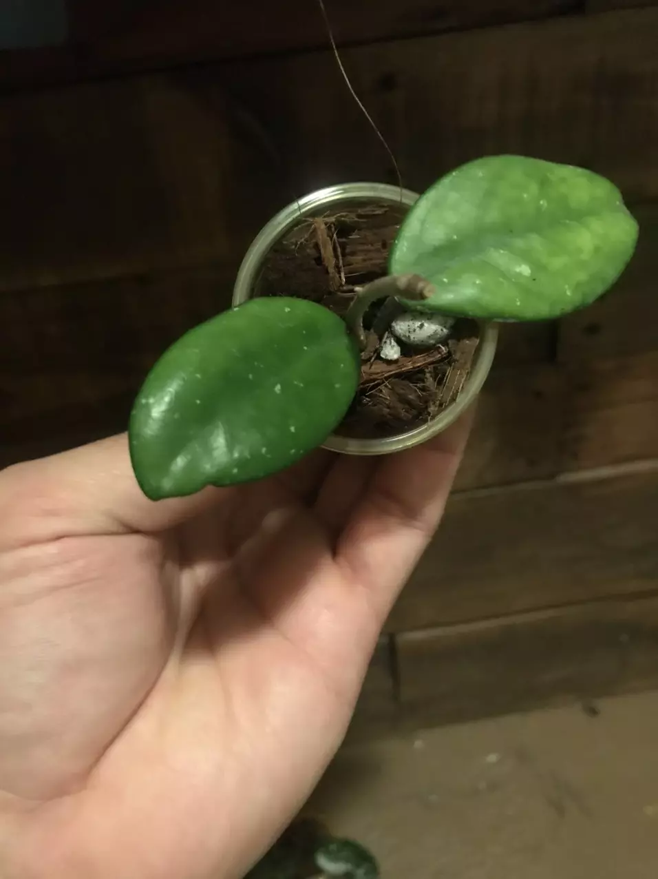 Hoya SMS cv Patsy thumbnail