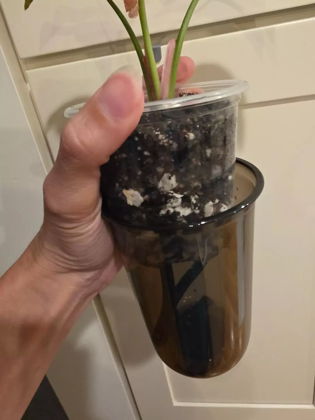 5x 3.5 inch Self-watering Cup thumbnail