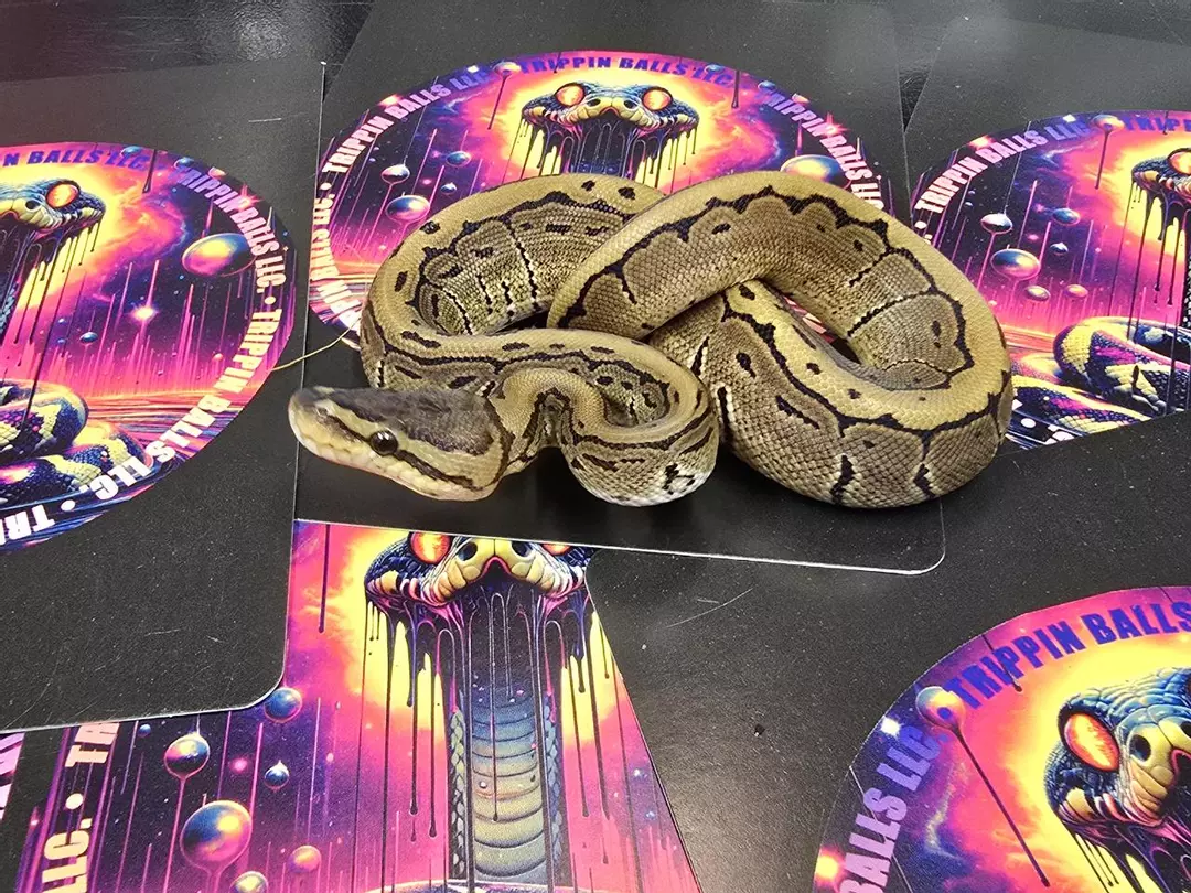 Pinstripe 66% het Tri-stripe Male thumbnail