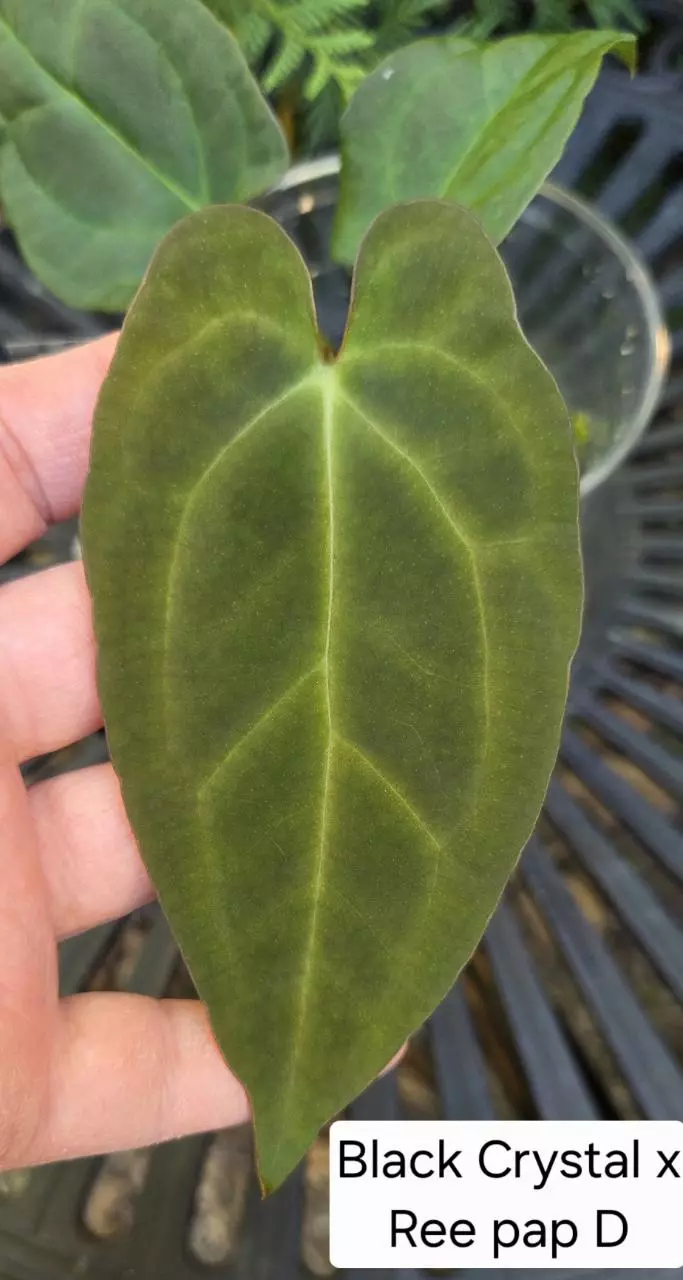 Anthurium Black Crystal x Ree Gardens pap - clone D0150 thumbnail