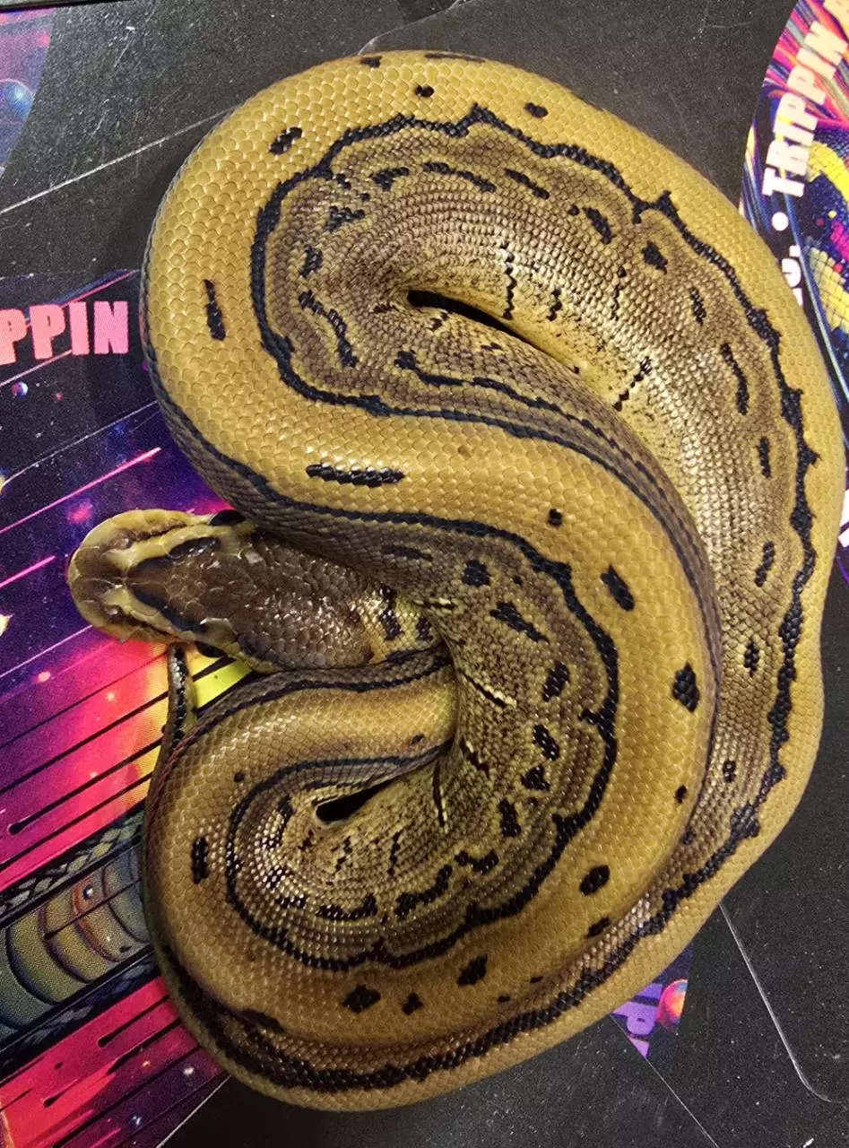 Pinstripe 66% Het Tri-stripe Female thumbnail