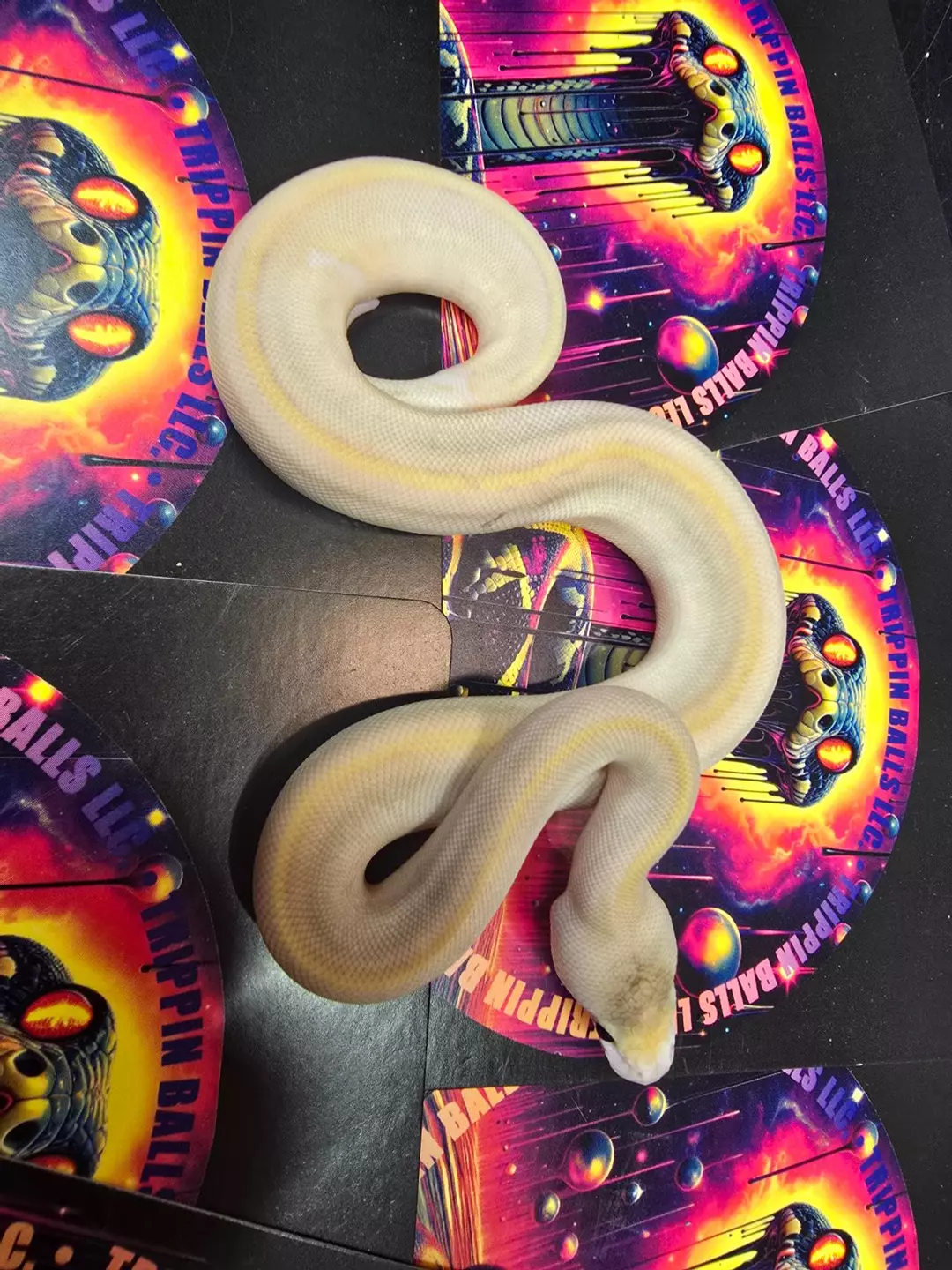 Champagne Lesser DBL het Hypo Clown pos YB Female thumbnail