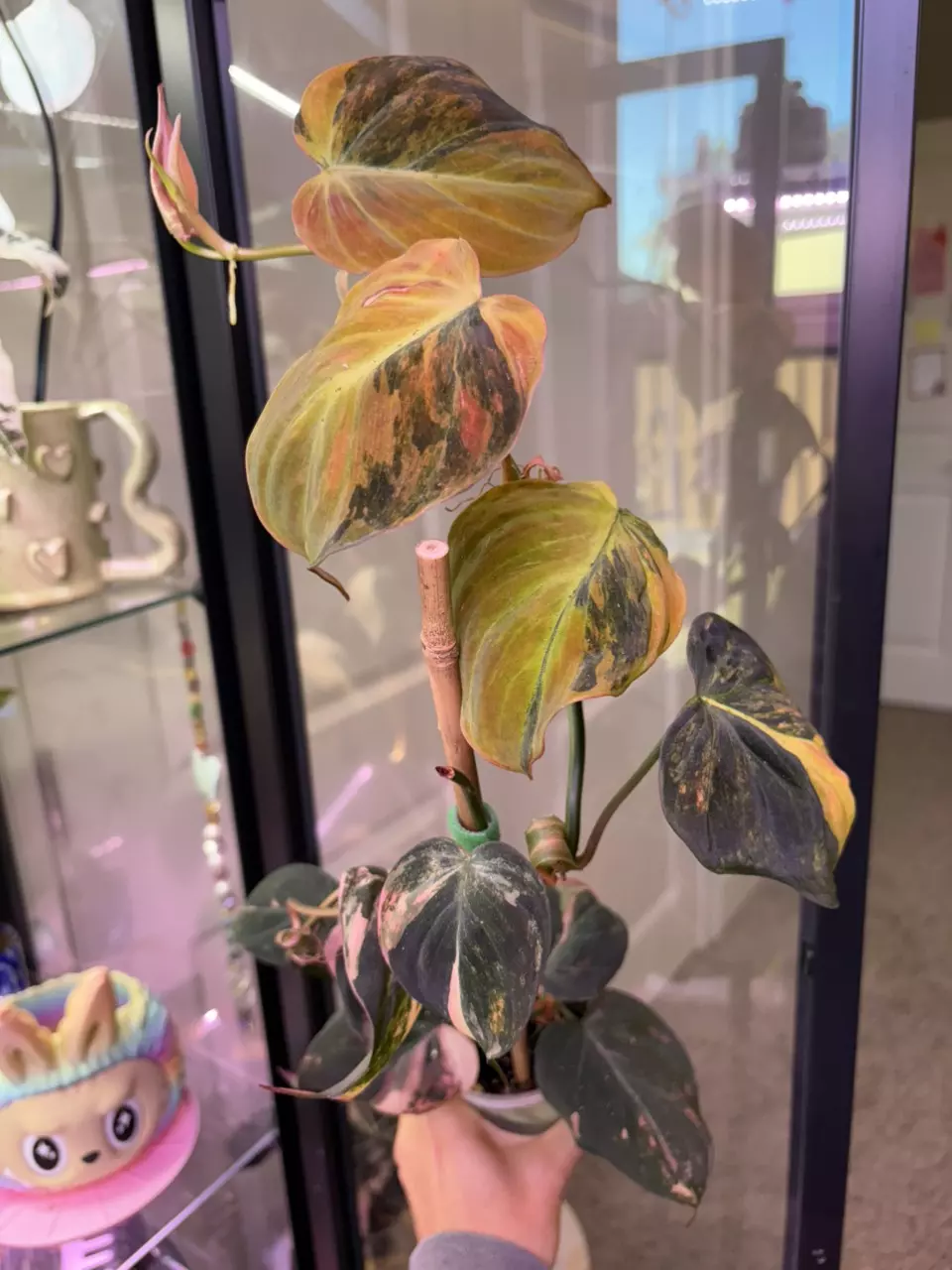 Micans Aurea thumbnail