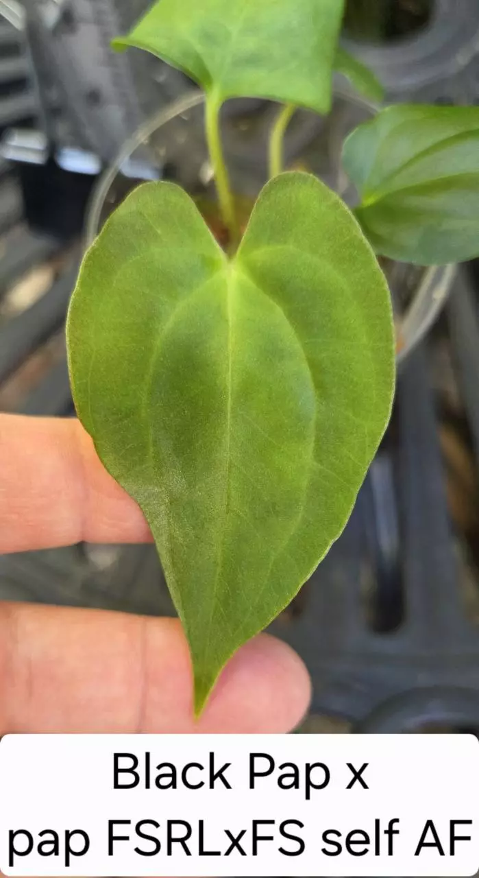 Anthurium Black pap X pap FSRLxFS self clone - AF0158 thumbnail