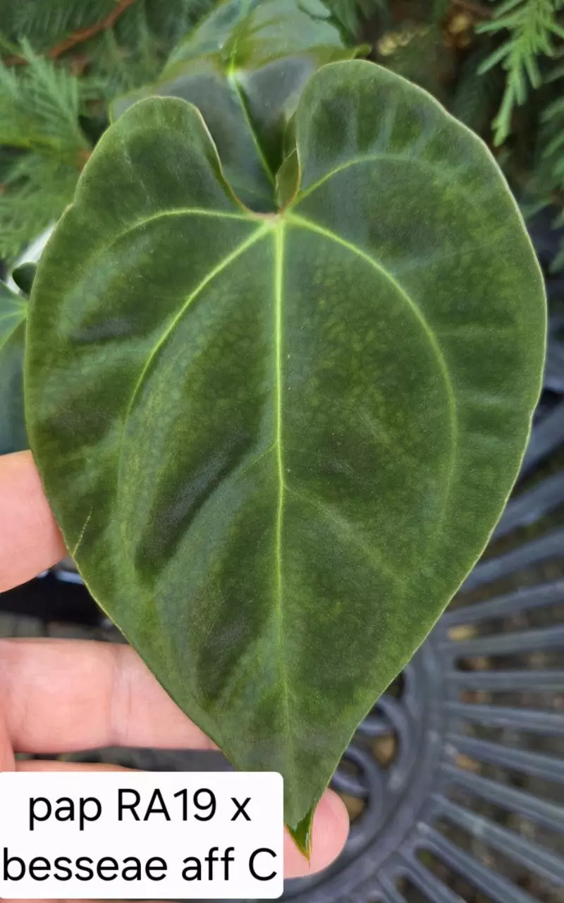 Anthurium papillilaminum RA19 x besseae aff - clone C0147 thumbnail
