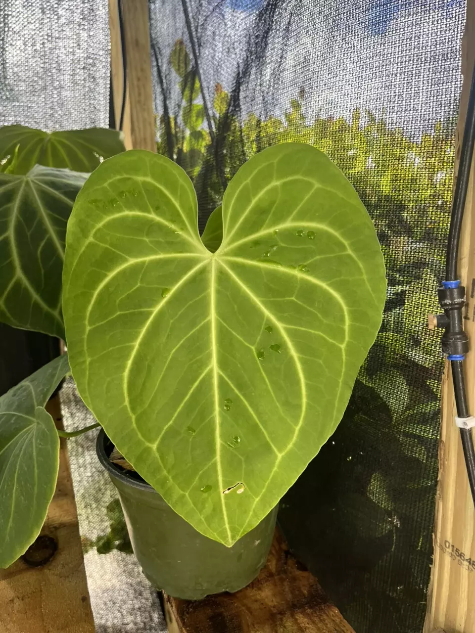 Anthurium Clarinervium x Pedatoradiatum thumbnail