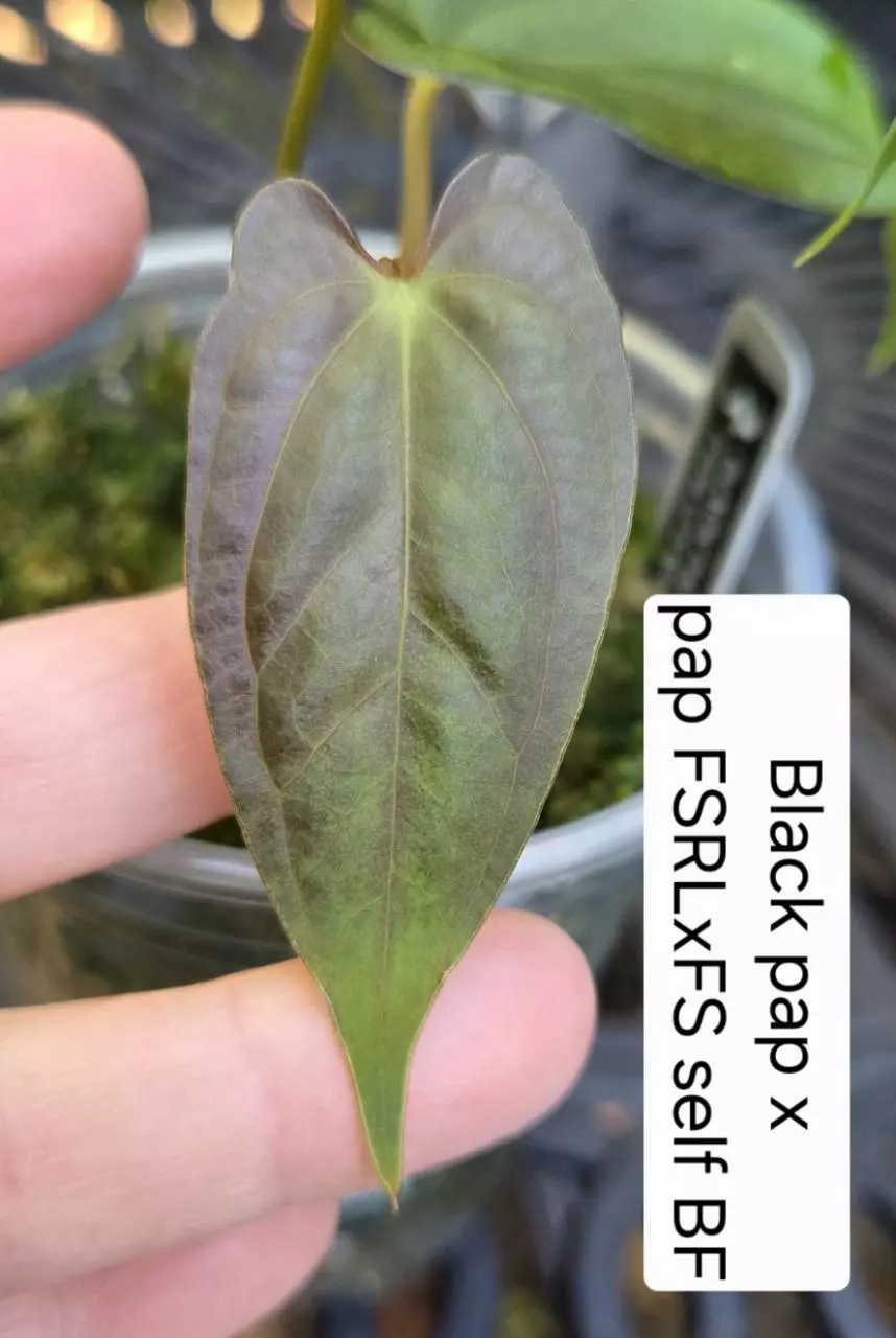 Anthurium Black pap X pap FSRLxFS self - BF thumbnail
