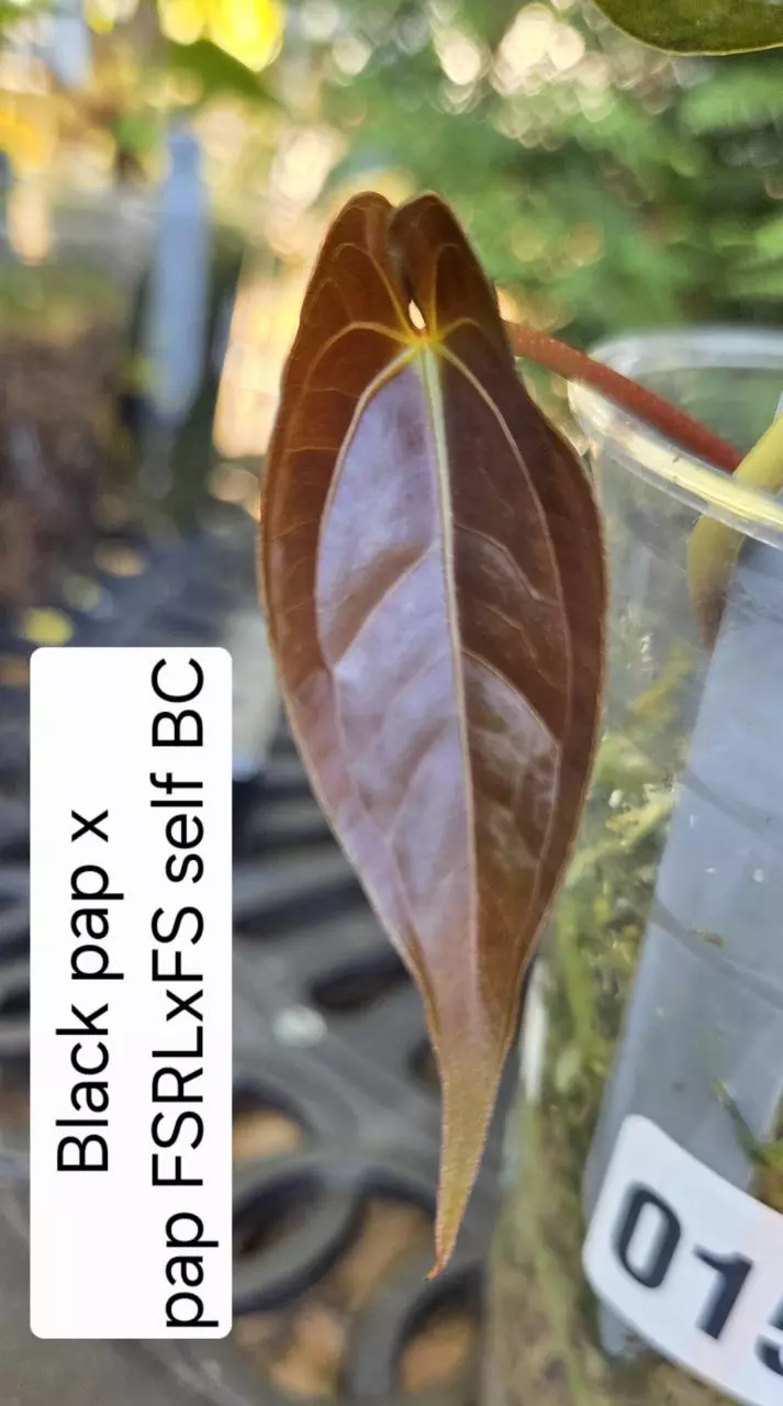 Anthurium Black pap X pap FSRLxFS self - BC0152 thumbnail