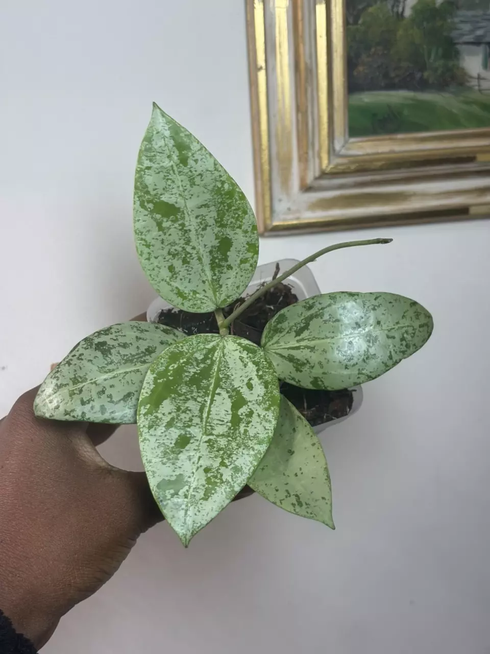 Hoya Khun Tan Silver Splash 3” Pot thumbnail