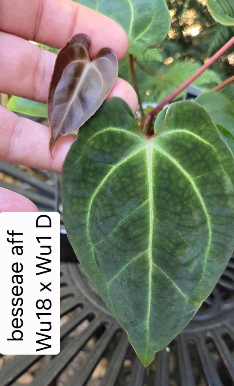 Anthurium besseae aff Wu18 x Wu1 clone - D0144 thumbnail