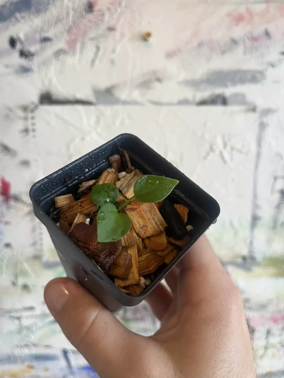 Anthurium Leland Miyano self thumbnail