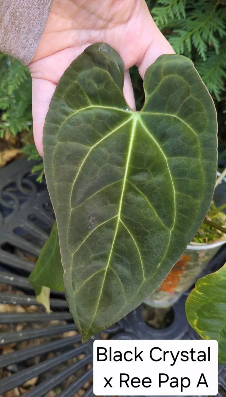 Anthurium Black Crystal x Ree Gardens pap - clone A thumbnail