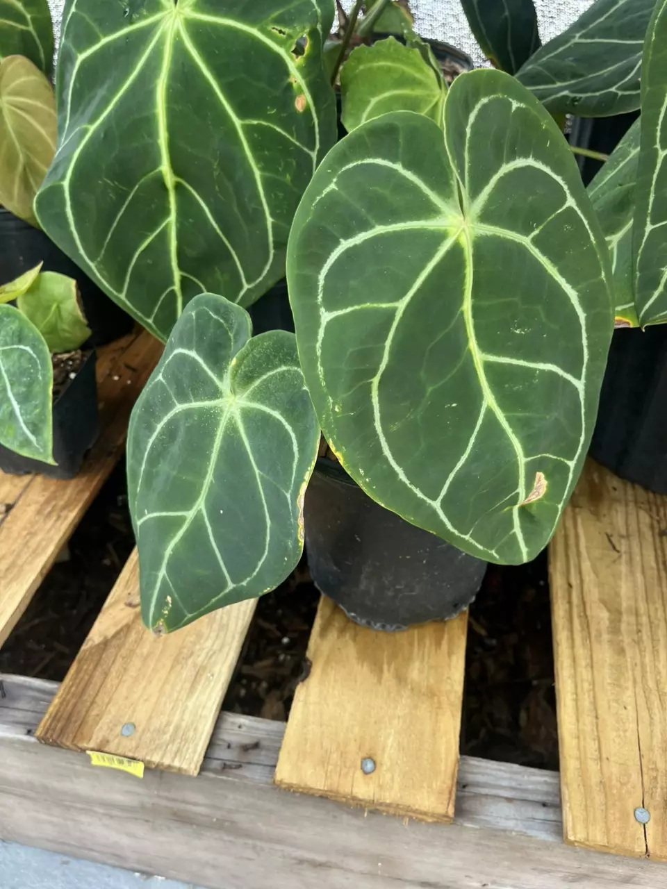 Anthurium Crystallinum s4 clone. thumbnail