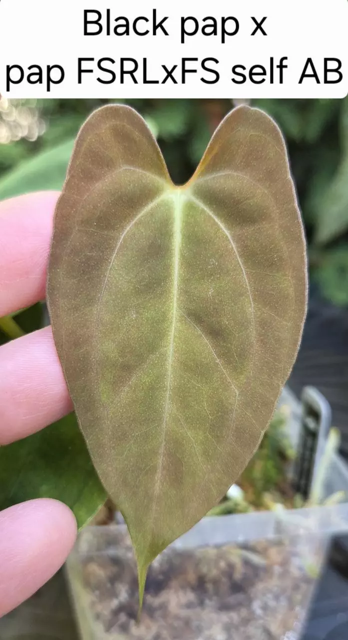 Anthurium Black pap X pap FSRLxFS self - AB0155 thumbnail