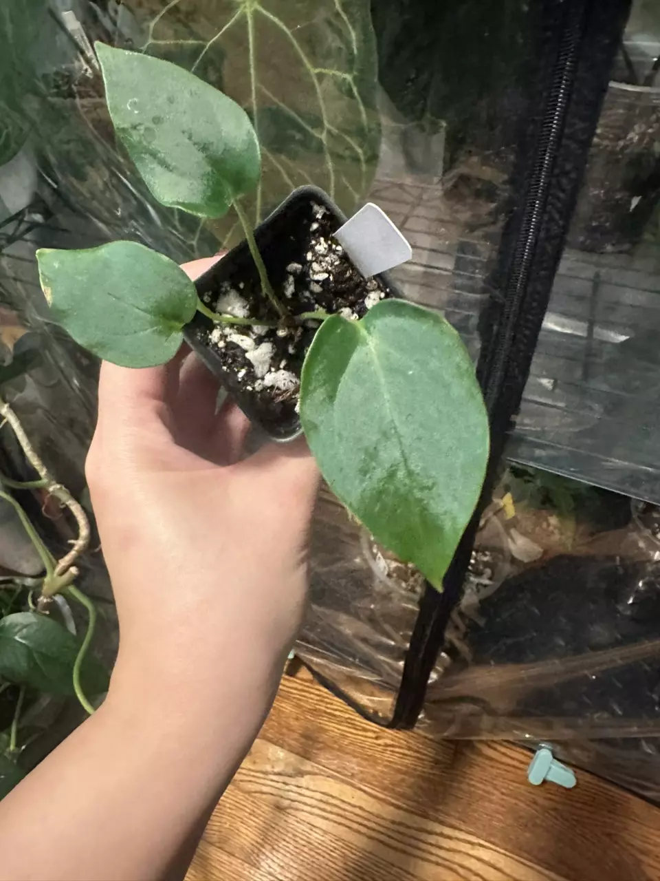 Anthurium Pap x sp napo thumbnail