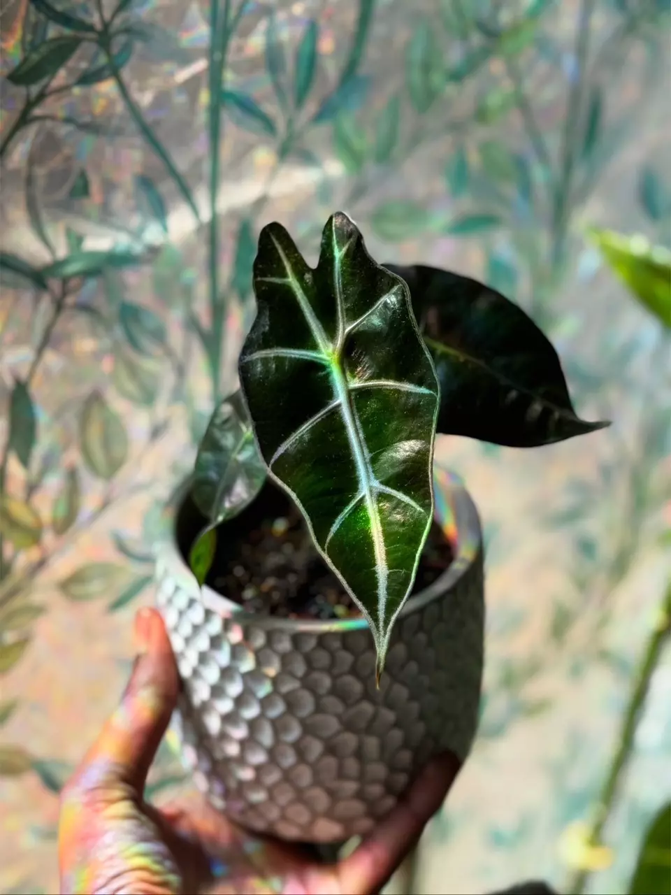Alocasia Polly thumbnail