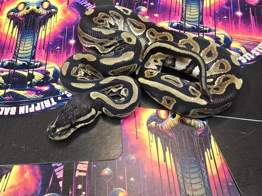 Cinnamon 66% Het Tri-stripe Male thumbnail