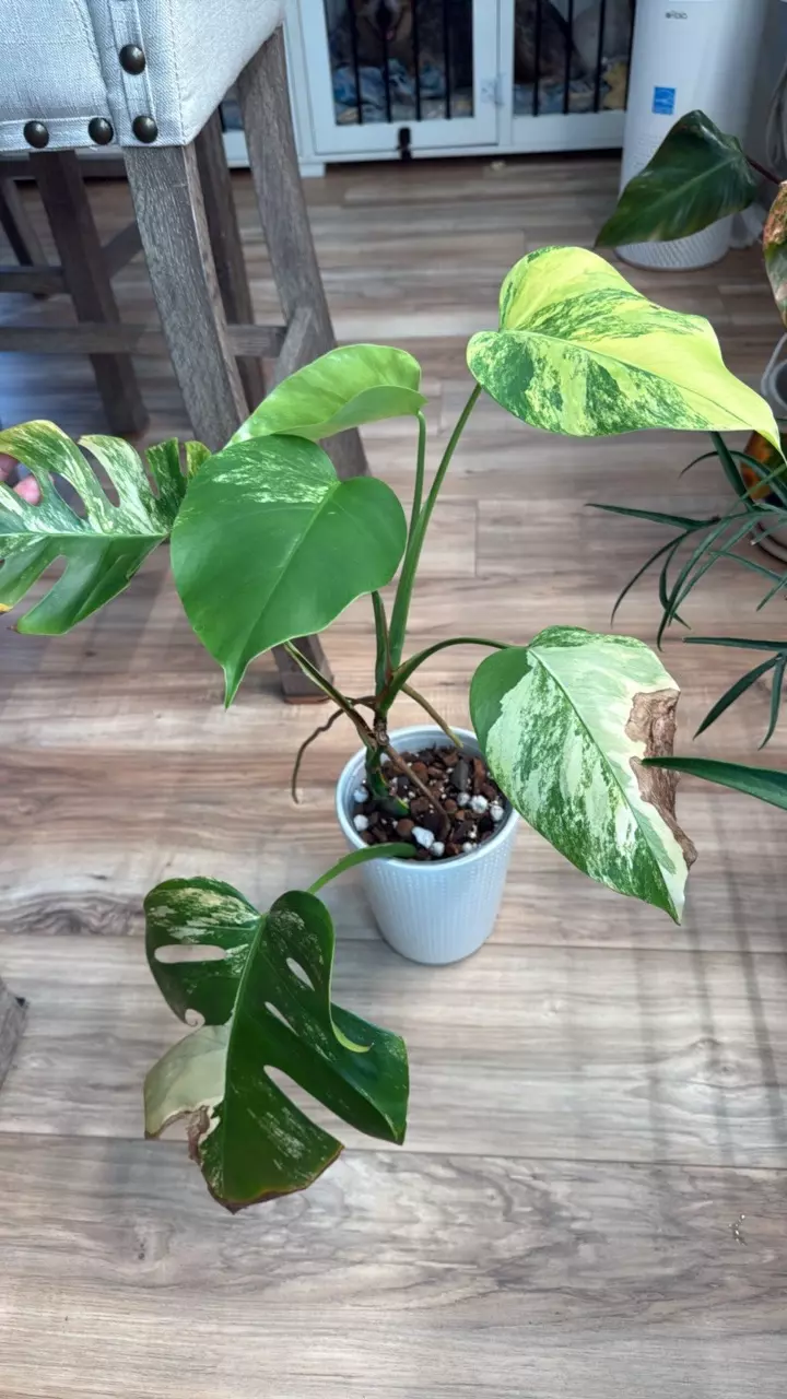 Monstera aurea thumbnail