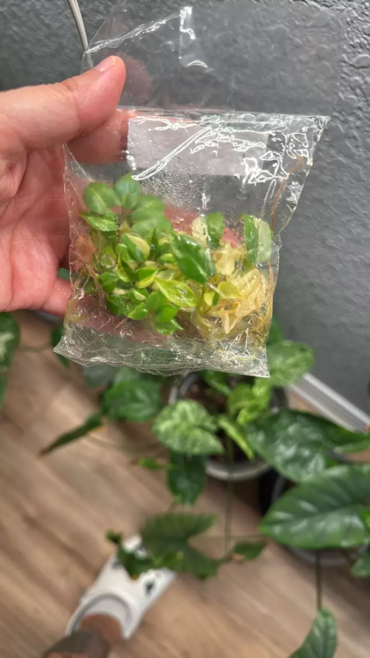 Variegated billietiae thumbnail